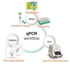 What Is Real Time Pcr Qpcr Lsr Bio Rad