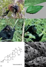 Image result for Aspilia pluriseta