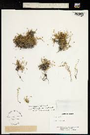 Image result for Sagina abyssinica