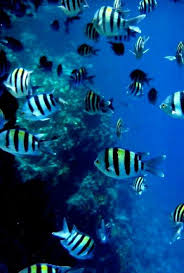 Egypt Zebra Fish Puffins Bird Underwater Creatures Red Fish Blue Fish
