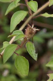 Image result for Heterotis amplexicaulis