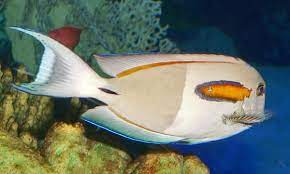 Acanthurus Olivaceus Wikipedia