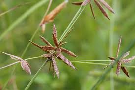 Image result for Pycreus