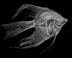 Fish X Ray By Rena Xray Art X Ray Animal Skeletons