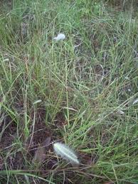 Image result for Elytrophorus spicatus