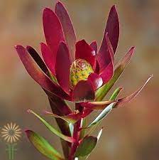 Pin On Mark Jamieflowers