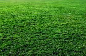 Seven Free Grass Textures Or Lawn Background Images Www Myfreetextures Com 1500 Free Textures Stock Photos Background Images Gramado Verde Grama Jardim