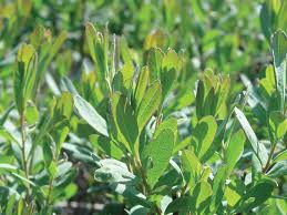 Image result for Myrica salicifolia