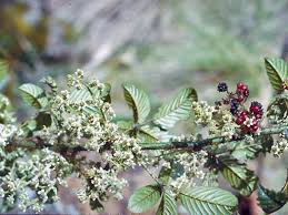 Image result for Rubus runssorensis