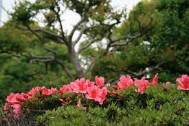 I've never had a dog eat any of my plants, except the grasses. Plants Poisonous To Dogs Cats Top 15 Most Common Install It Direct