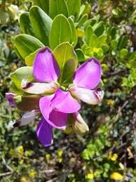 Image result for Polygala dewevrei