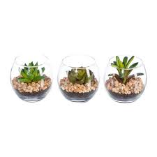 6l natürliche sphagnum moos sukkulenten soilless anbau gartenpflanzenpflege. Sukkulenten 3er Set 7 Cm Online Kaufen Die Moderne Hausfrau