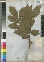 Image result for Lecaniodiscus