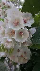 Image result for Dombeya burgessiae