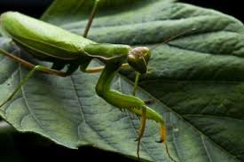 The praying mantid is a large, elongate, and relatively slow moving insect. Homemade Organic Insecticides
