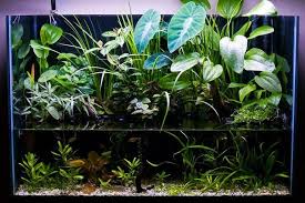 Pin On Plants