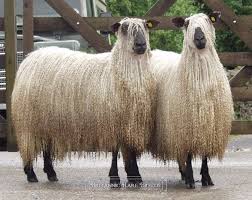 Black And White Sheep Breeds Nz Teeswater Ewes Sheep Breeds Goats Farm Animals