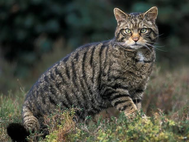 Highland tiger: Οι αγριόγατες της Σκωτίας γεννούν ξανά στο Cairngorms