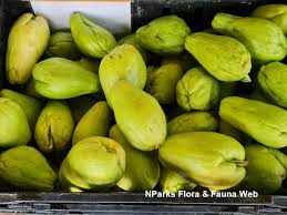 Image result for Sechium edule