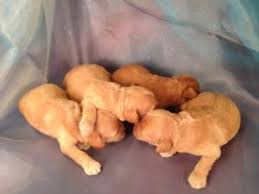 Ask questions and learn about cockapoos at nextdaypets.com. Red And Buff Cockapoos For Sale In North Iowa Puppies Ready Soon
