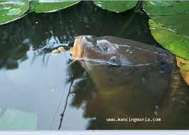See more of umpan ikan keli on facebook. Ingin Mancing Dapat Ikan Ini Dia Tekhnik Cara Mancing Ika Patin Yang Benar