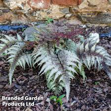 Image result for Athyrium newtonii