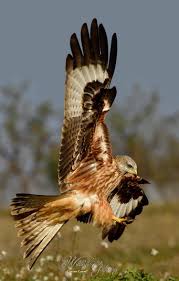 French Birds Of Prey Pictures Pin On Birds