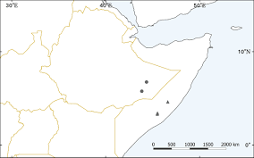 Image result for Commicarpus pedunculosus