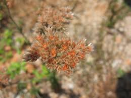 Image result for Polycarpaea corymbosa