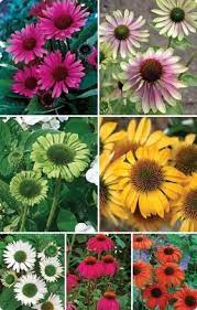 Van Bourgondien Dutch Bulbs And Perennials Since 1893 Bulb Flowers Flowers Perennials Wholesale Flowers