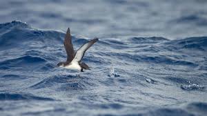 Lost At Sea Hard Flying Birds Can Be Mega Rarities And Mysteries Audubon Download in under 30 seconds. lost at sea hard flying birds can be