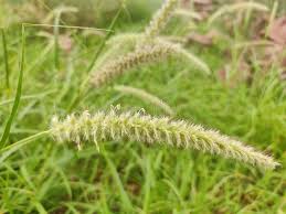 Image result for Cenchrus ciliaris