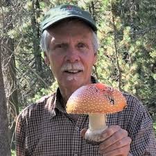 Medicinal Mushrooms: The Essential Guide • BotanicWise