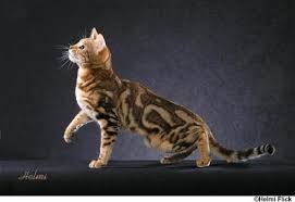 Bengal cats look feral, but are totally domestic. Bengal House Cat Poc