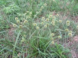 Image result for Cyperus latifolius