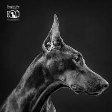 We did not find results for: Dog S Life Studio Pet Photography Dogslife Studio Twitter