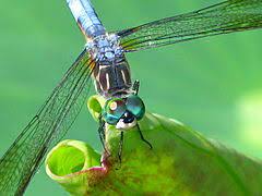 Females do, however, have a short abdomen that makes. Blue Dasher Wikipedia