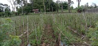 Check spelling or type a new query. Keindahan Kota Liwa Tak Seindah Nasib Petani Sayuran Intai Lampung