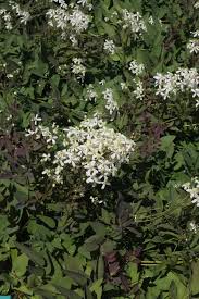 Image result for Clematis recta atropurpurea
