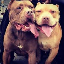American Pitbull Terrier Kediler Ve Yavrulari Kopek Kedi