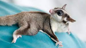 Find a petco pet store near you for all of your animal needs. Where To Find Exotic Animals For Sale Our Fit Pets