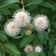 Image result for Cephalanthus