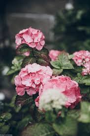 Days Of Camille Les Maisons De Saint Malo Ortensie