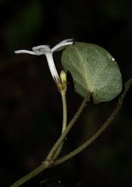 Image result for Geophila repens