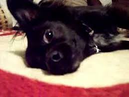The cheapest offer starts at £150. My Black Long Haired Hair Chihuahua Booboo Part 1 Youtube