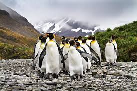 Birds Of Prey In Georgia Kings On The March King Penguin Penguins South Georgia Island