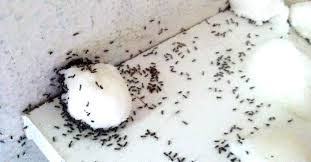 Descubre qué hacer si las tienes en casa y si las hormigas provienen del exterior o por el contrario han nidificado dentro de tu hogar. Hormigas En La Cocina Incluso En Invierno Fastcontrol