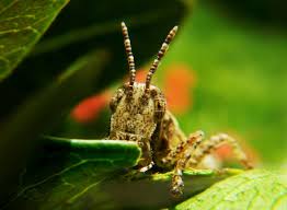 Dealing with insect pests is one of the things any gardener must be prepared for because insects, like all living things, are looking to eat, or looking for suitable places for. What S Eating Your Garden How To Identify Common Leaf Eating Pests Dengarden