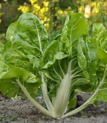 Blette Bette Culture Entretien Et Recolte En 2020 Blette Bette Cultiver