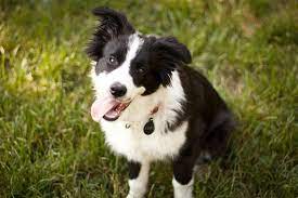 We did not find results for: Fluffy Black And White Dog Breeds Novocom Top